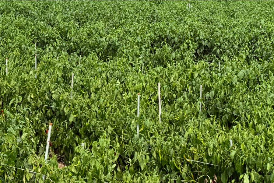 축분바이오차 활용 저탄소 기술 보급 실증사업